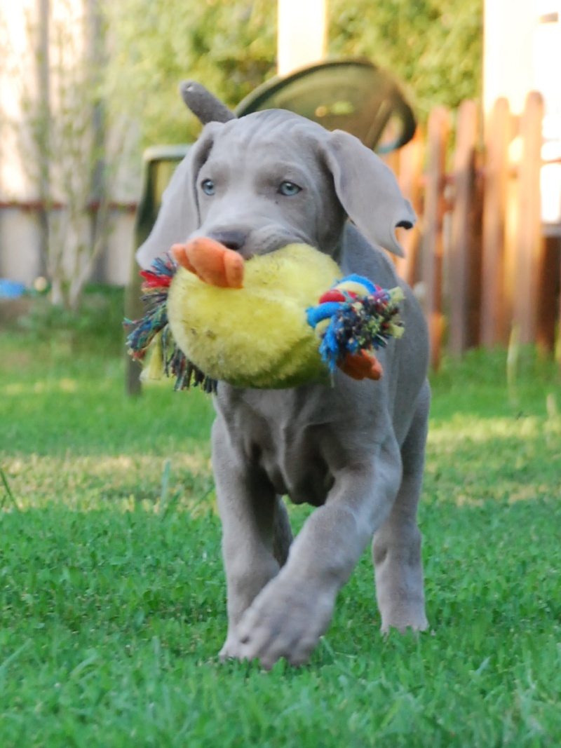 FCI-Weimaraner Welpen Katy110