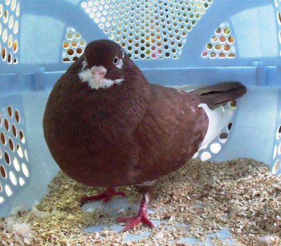 Found pigeon with slightly droopy wing Pigeon12