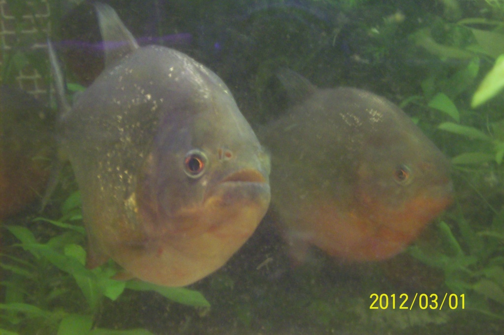 1500L de mes piranhas pygocentrus nattereri 101_5934