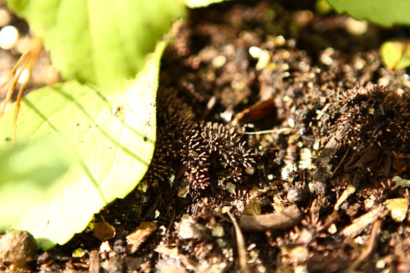 Fungus taking over? Sfg22-12