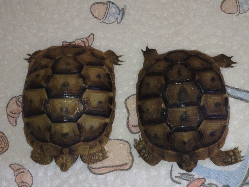 identifier mes 2 tortues T410