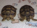 identifier mes 2 tortues Mail111