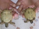 identifier mes 2 tortues Mail311