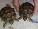 identifier mes 2 tortues Mail413