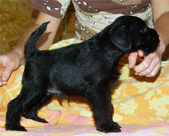 SHOW BLACK MINIATURE litter 7087c210