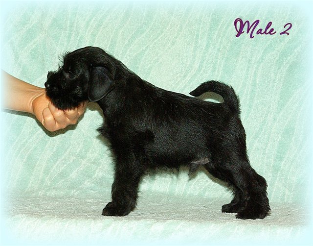 SHOW BLACK MINIATURE litter F01c5411