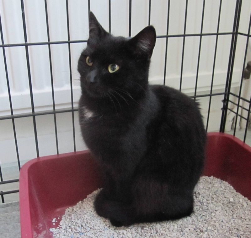 Chatte noire dans la mini jupe