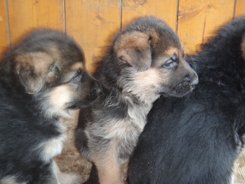 6 Chiots LOF fidèle du Normont * Diaz du cottage des dunes Dsc00613