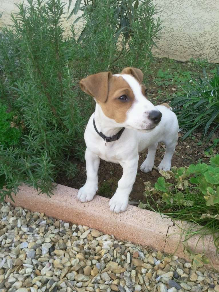 Gringo, Jack Russel de 6 mois perdu à Clapiers Gringo10