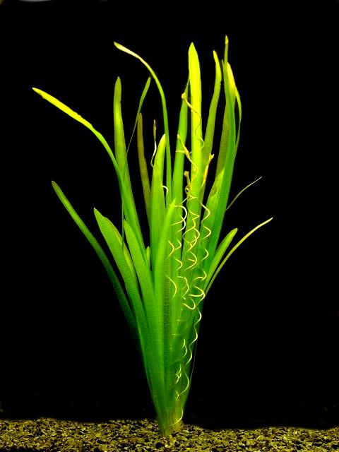 vallisneria gigantea planter Vallis12