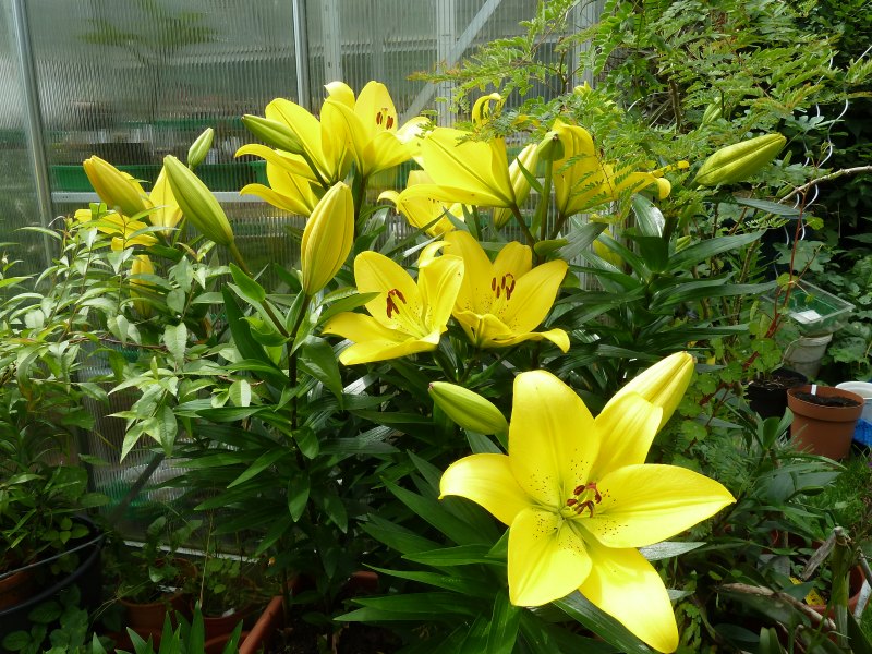 Begleitpflanzen der Kakteen in Haus und Garten - Seite 6 Lilien10