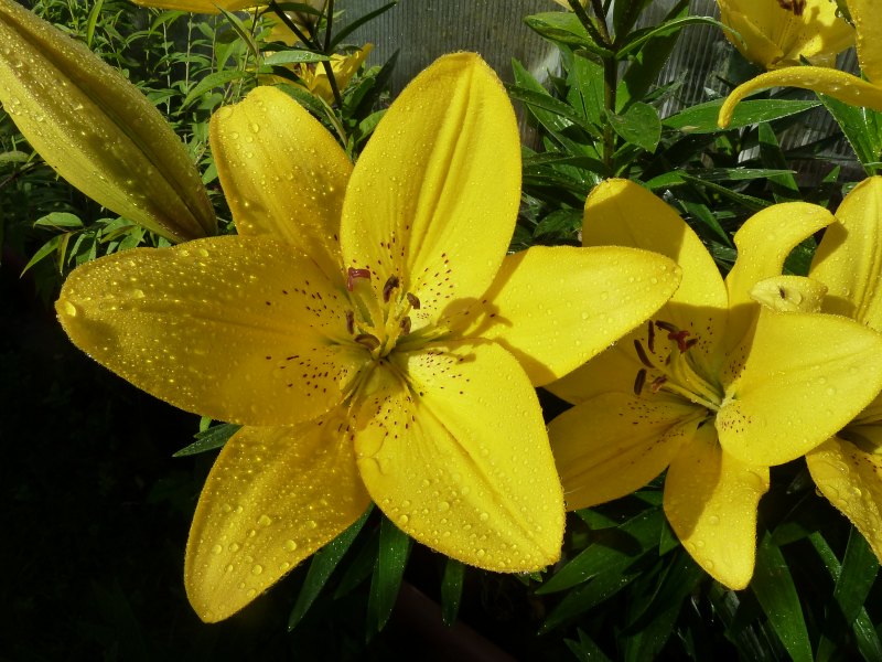 Begleitpflanzen der Kakteen in Haus und Garten - Seite 6 Lilien11