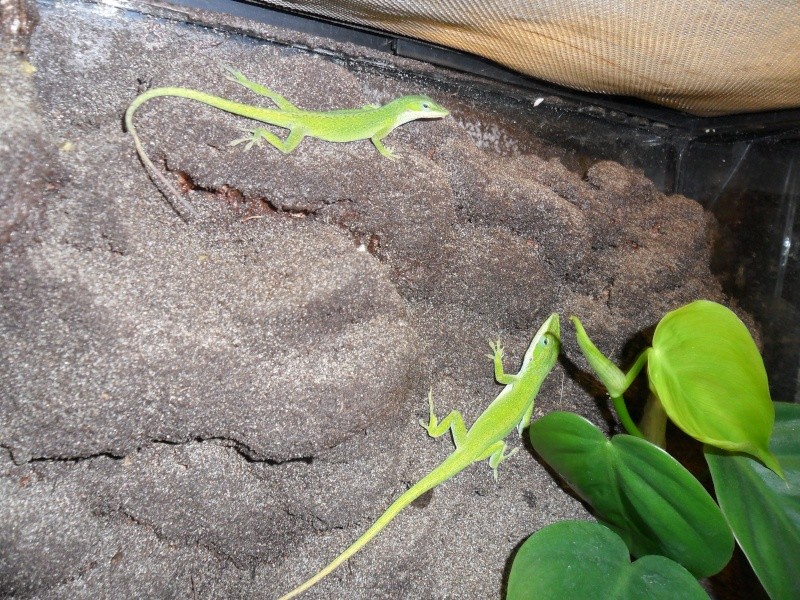 Mes anolis carolinensis Sam_3612