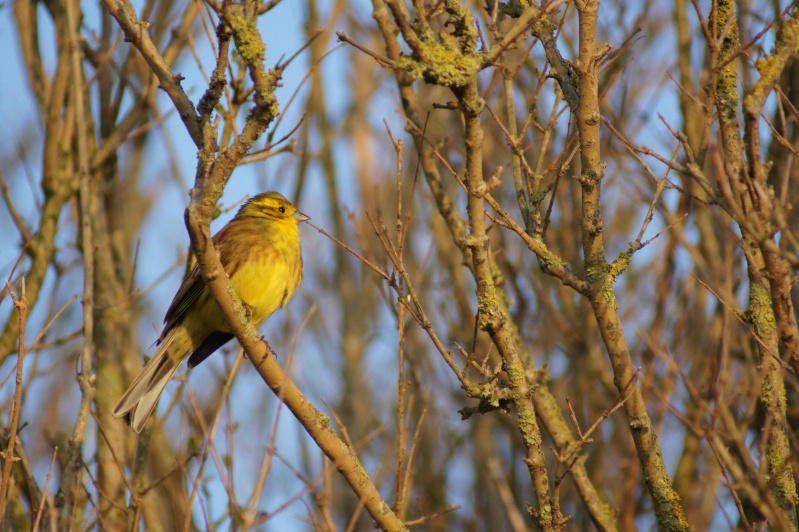 Femelle zizi ou mâle internuptial de jaune ? Dsc01311