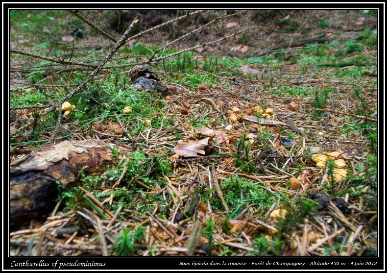 Nouvelle promenade avec mon chien... Cantha10