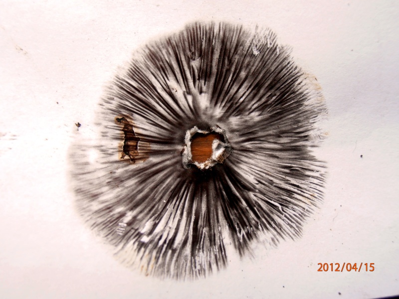 [Déterminé] Psathyrella cf spadiceogrisea P4150110