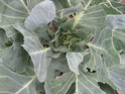 cabbage pest?? Img_9910