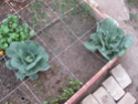 cabbage pest?? Img_9911