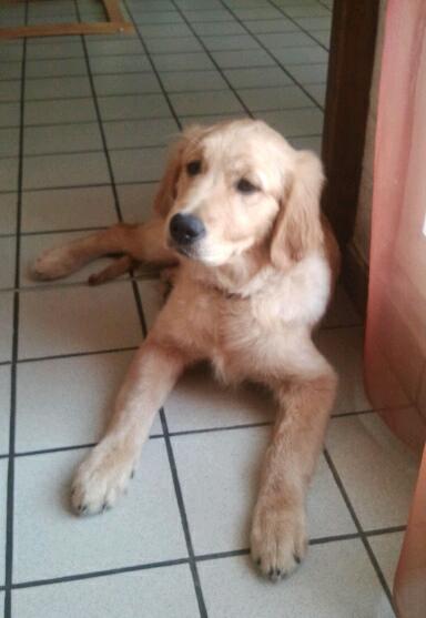 thobby golden retriever de 4 mois adopté (88) 2012-012