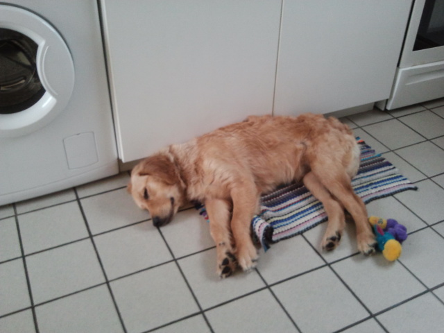 thobby golden retriever de 4 mois adopté (88) 2012-016