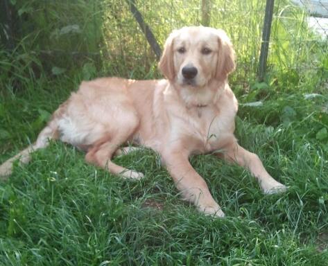 thobby golden retriever de 4 mois adopté (88) 2012-024