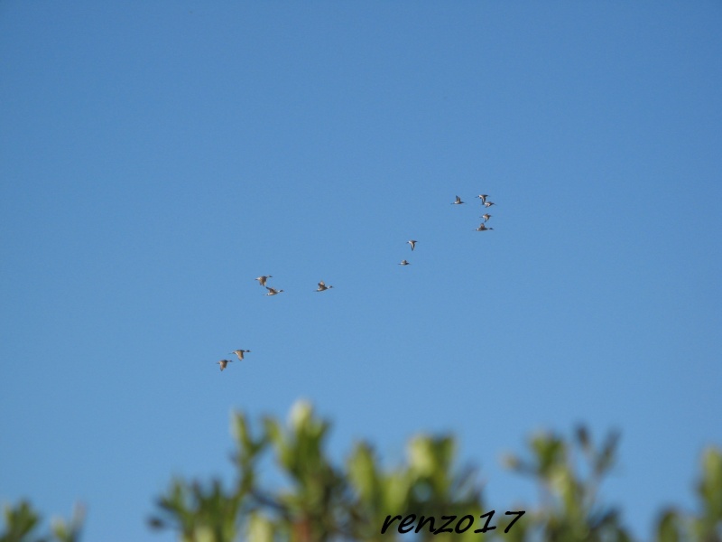 concours photo un canard au vol  - Page 3 Img_0210