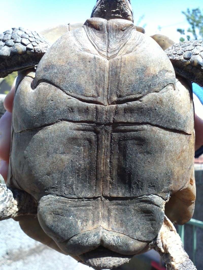 Identification d'une tortue Img02210