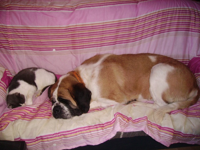 concours n° 30 : Le saint Bernard ... et les autres.... Pict0010