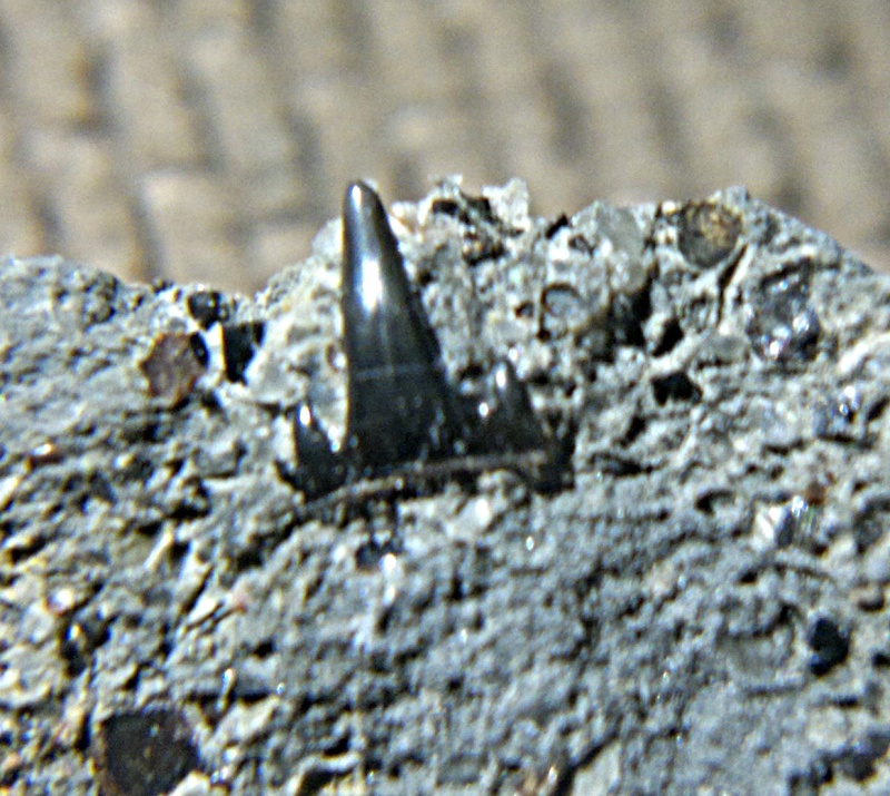 One of the shark teeth  i found in Aust Hybodu10