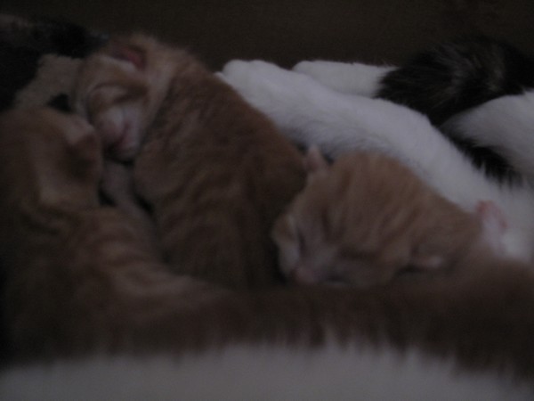 Kittens~<3 Trol210