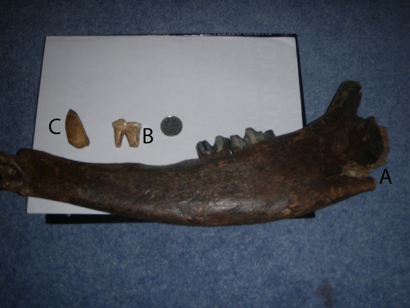 Fossil Mammal Archive P5191512