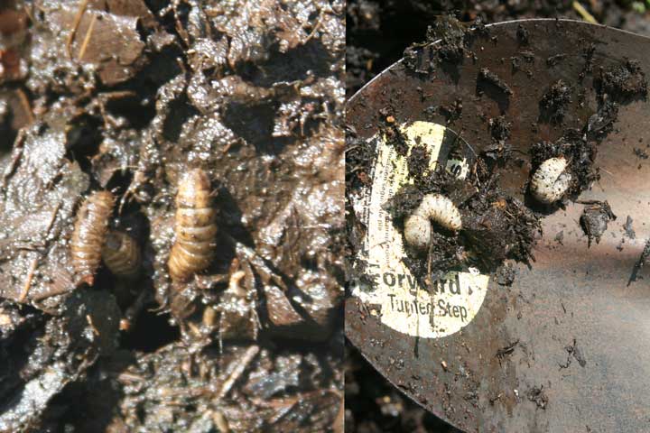 good bug/bad bug in compost? Bugs10