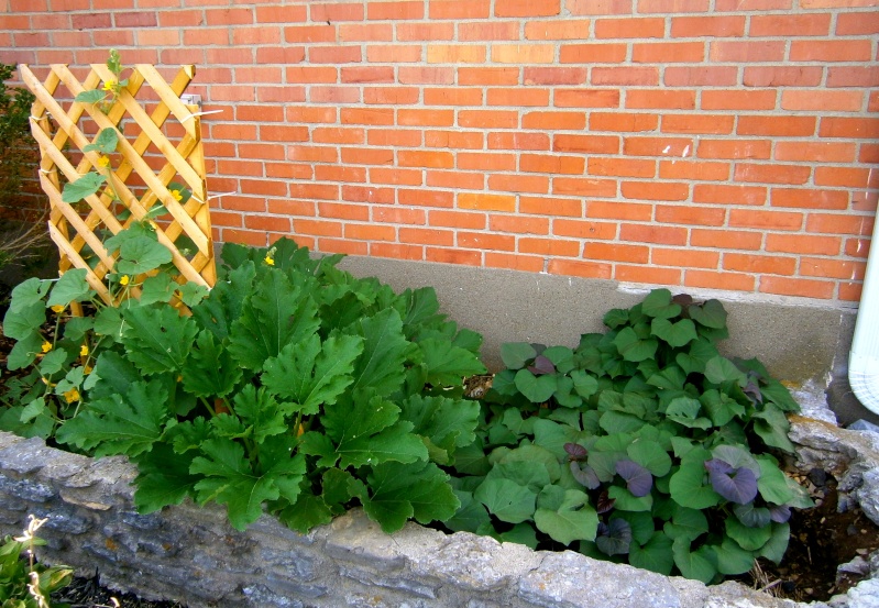 Edible Landscaping, SFG style - Need ideas! Frontb10