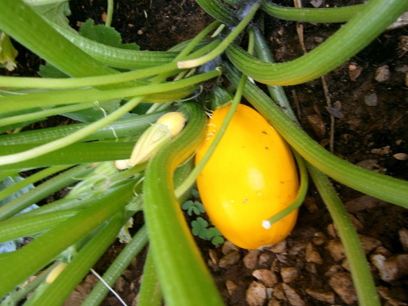 Edible Landscaping, SFG style - Need ideas! Golden11