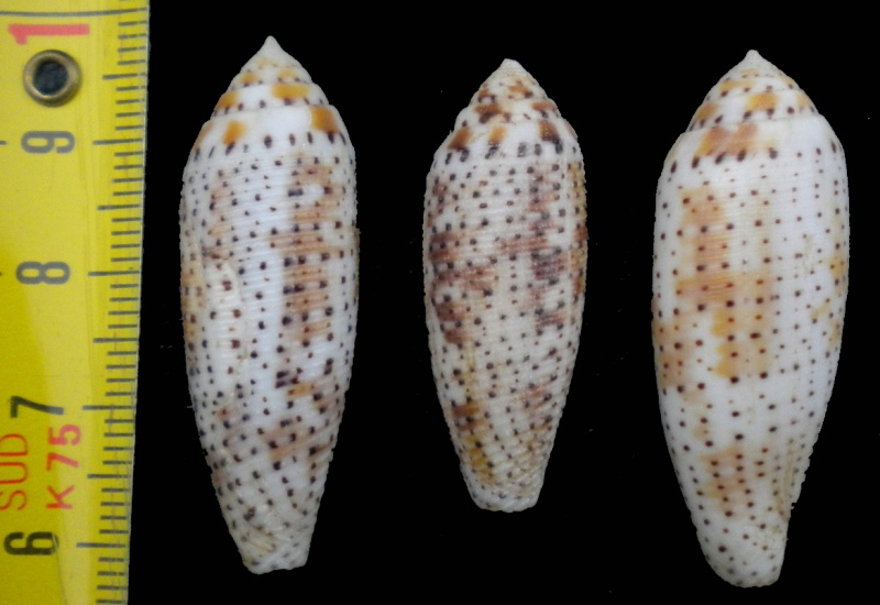 Conidae Conus (Hermes) nussatella  Linnaeus, 1758 Canes-11