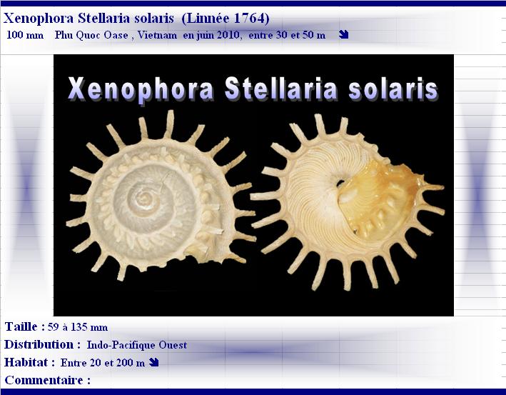 Stellaria solaris (Linnaeus, 1764) S-sola10