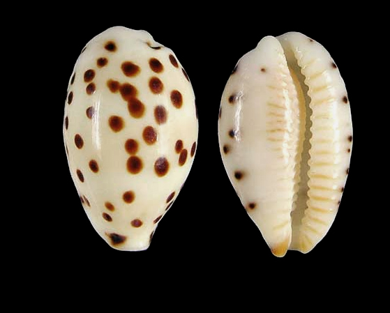 Ransoniella vulgata Dolin, 2007 voir Ransoniella punctata  Specie11