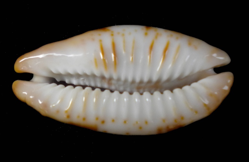 Bistolida stolida - (Linnaeus, 1758) - Niger & Rostrée Stolid15