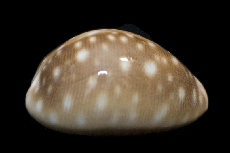 Lyncina vitellus (Linnaeus, 1758)   Vitell12