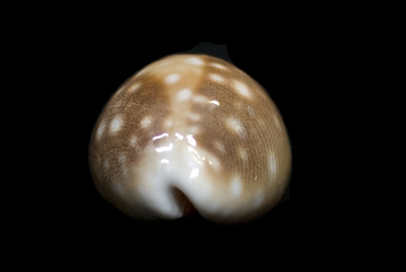 Lyncina vitellus (Linnaeus, 1758)   Vitell13