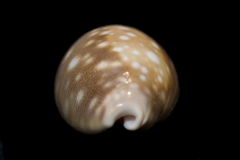 Lyncina vitellus (Linnaeus, 1758)   Vitell14