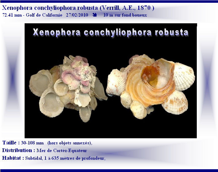 Xenophora conchyliophora (Born, 1780)  X-conc14