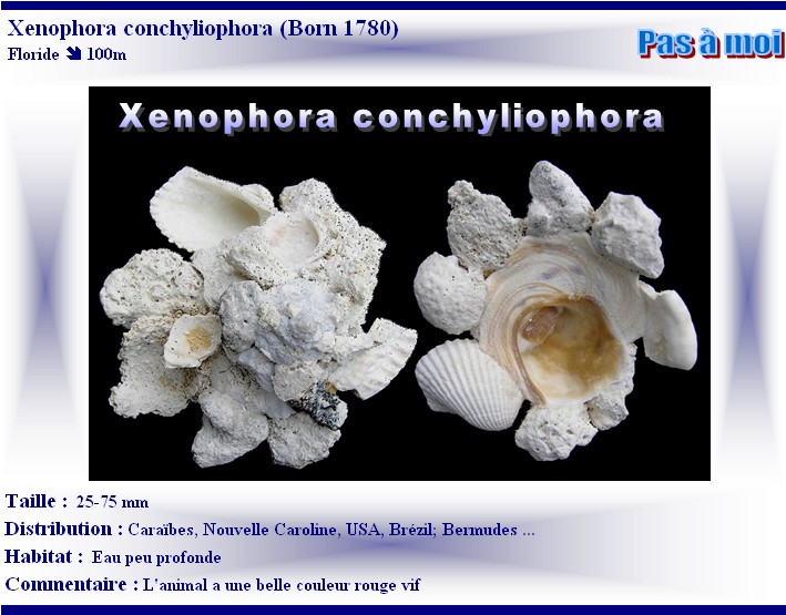 Xenophora conchyliophora (Born, 1780)  X-conc15