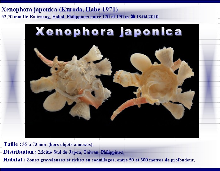 japonica - Xenophora japonica Kuroda & Habe, 1971 X-japo11