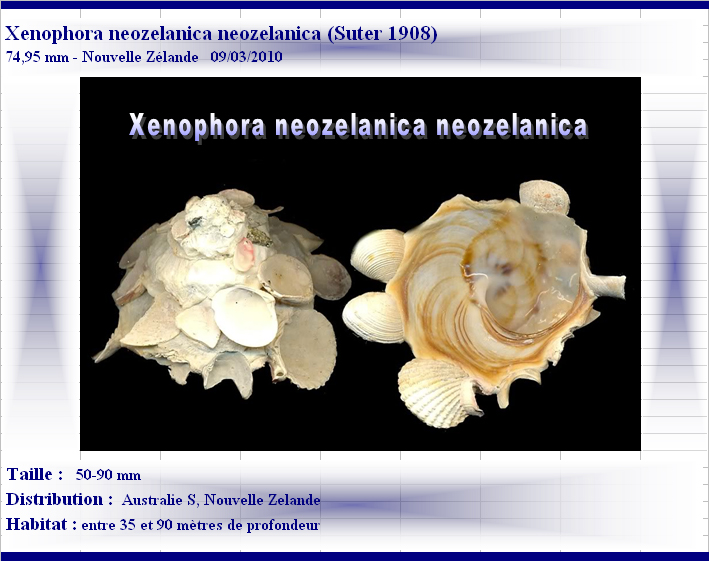 Xenophora neozelanica neozelanica Suter, 1908 X-neoz12