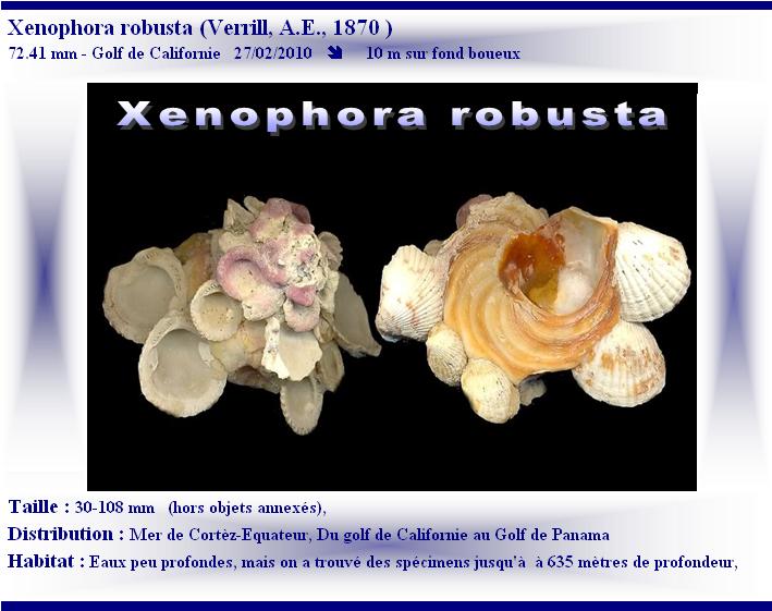 Xenophora robusta - Verrill, 1870 voir Xenophora conchyliophora - (Born, 1780) X-robu10
