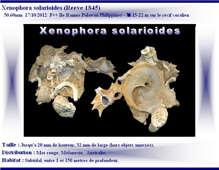 Xenophora solarioides (Reeve, 1845)  X-sola10