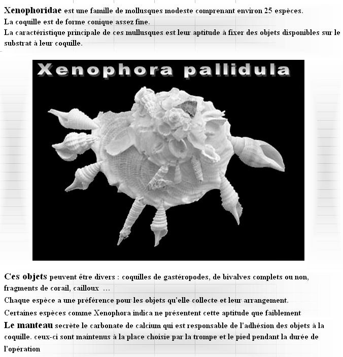 L'étrange comportement des xenophoridae Xenoph10