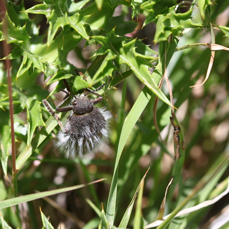 Julodis pubescens, Astros, Arkadia, Grèce Grece_11