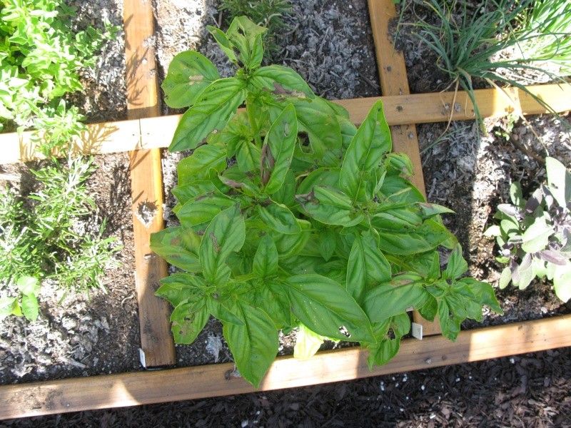 Basil, Squash, Beans, Sage Problems & Swiss Chard  Basil10